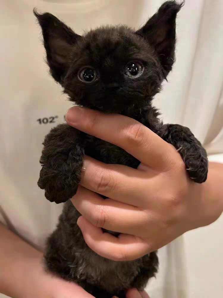 猫舍直销,批发价出售,德文卷毛猫